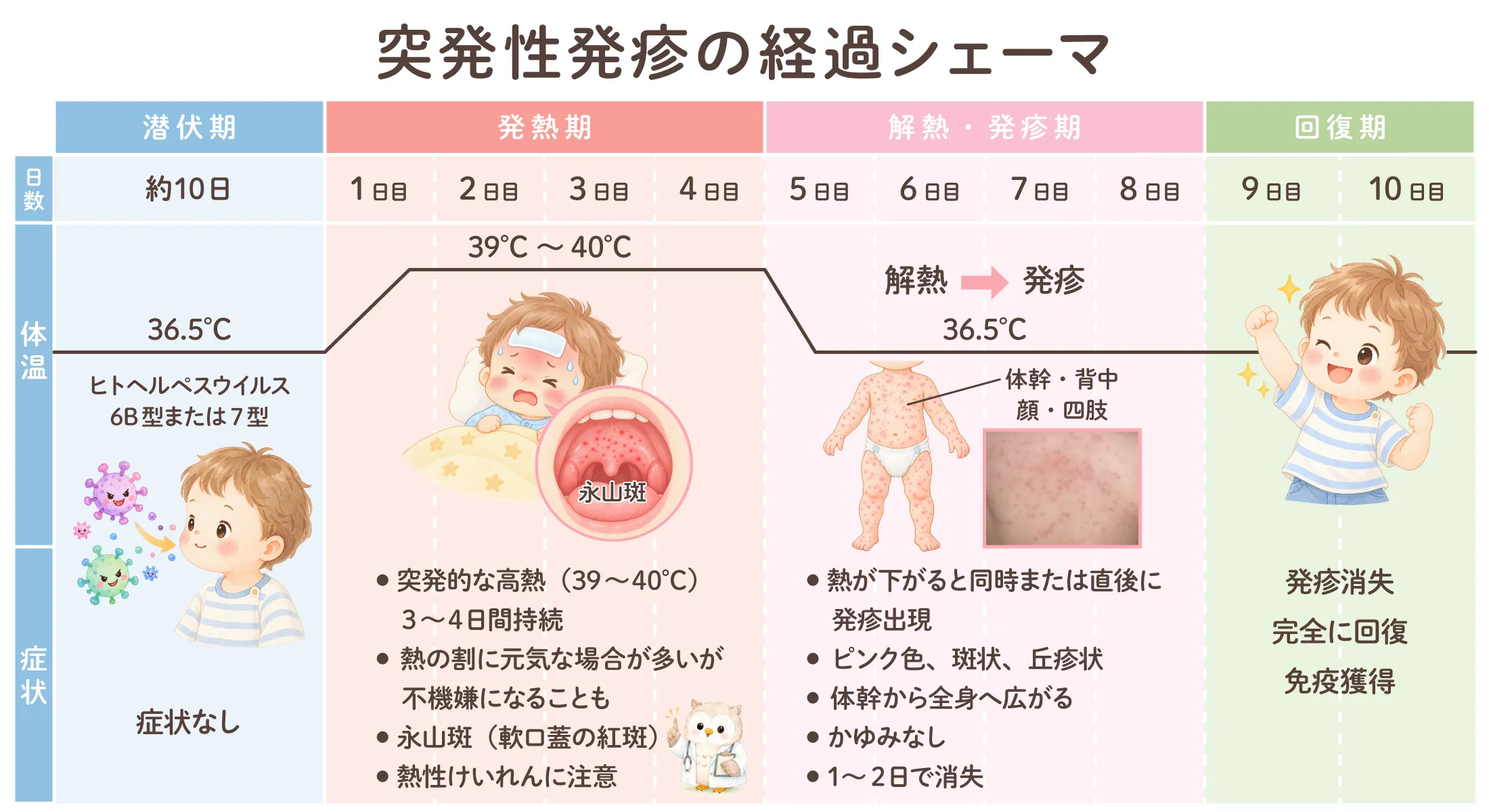 突発性発疹の経過シェーマ。潜伏期は症状なし。発熱期は39〜40℃の高熱が3〜4日続き、熱の割に元気なことも多いが不機嫌になることもある。解熱・発疹期は熱が下がると同時か直後にピンク色で斑状・丘疹状の発疹が体幹から全身へ広がり、かゆみはなく1〜2日で消える。回復期は発疹が消失し完全に回復する。